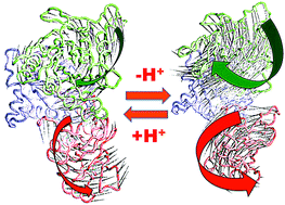 Graphical abstract: Preexisting domain motions underlie protonation-dependent structural transitions of the P-type Ca2+-ATPase