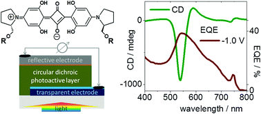 Graphical abstract: Organic photodiodes from homochiral l-proline derived squaraine compounds with strong circular dichroism