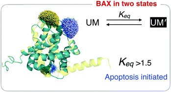 Graphical abstract: The role of conformational heterogeneity in regulating the apoptotic activity of BAX protein