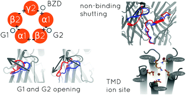 Graphical abstract: Binding site opening by loop C shift and chloride ion-pore interaction in the GABAA receptor model