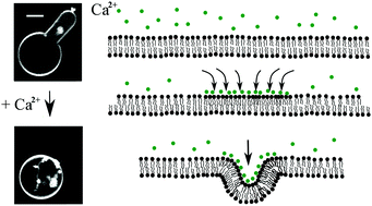 Graphical abstract: Cations induce shape remodeling of negatively charged phospholipid membranes