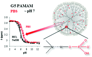 Graphical abstract: Beware of phosphate: evidence of specific dendrimer–phosphate interactions