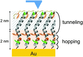 Graphical abstract: Electronic characterization of Geobacter sulfurreducens pilins in self-assembled monolayers unmasks tunnelling and hopping conduction pathways