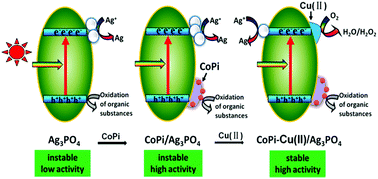 Graphical abstract: Synergistic effect of CoPi-hole and Cu(ii)-electron cocatalysts for enhanced photocatalytic activity and photoinduced stability of Ag3PO4