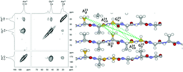 Graphical abstract: Packing arrangement of 13C selectively labeled sequence model peptides of Samia cynthia ricini silk fibroin fibers studied by solid-state NMR