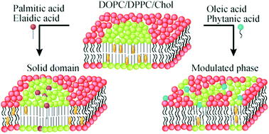 Graphical abstract: Formation of modulated phases and domain rigidification in fatty acid-containing lipid membranes