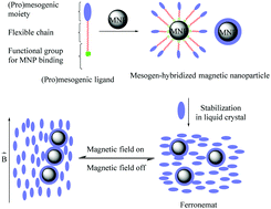 Graphical abstract: Doping of nematic cyanobiphenyl liquid crystals with mesogen-hybridized magnetic nanoparticles