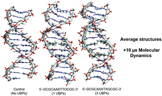 Graphical abstract: Structural and dynamical instability of DNA caused by high occurrence of d5SICS and dNaM unnatural nucleotides