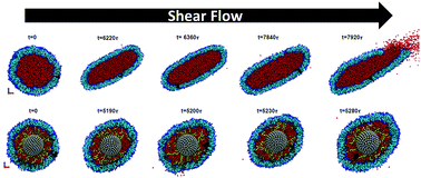 Graphical abstract: Self-assembled core–polyethylene glycol–lipid shell nanoparticles demonstrate high stability in shear flow