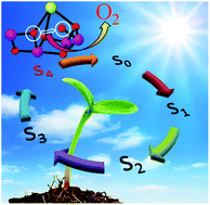 Graphical abstract: The open-cubane oxo–oxyl coupling mechanism dominates photosynthetic oxygen evolution: a comprehensive DFT investigation on O–O bond formation in the S4 state
