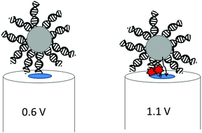 Graphical abstract: DNA capping agent control of electron transfer from silver nanoparticles