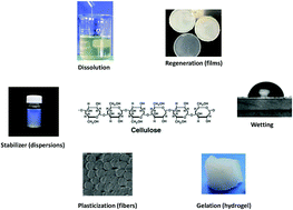 Graphical abstract: The relevance of structural features of cellulose and its interactions to dissolution, regeneration, gelation and plasticization phenomena