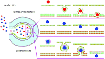 Graphical abstract: Transport of nanoparticles across pulmonary surfactant monolayer: a molecular dynamics study