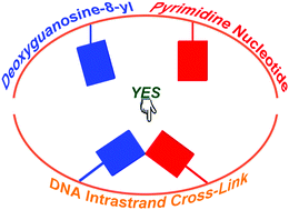 Graphical abstract: DNA intrastrand cross-links induced by the purine-type deoxyguanosine-8-yl radical: a DFT study