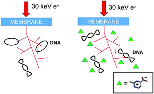 Graphical abstract: DNA protection by ectoine from ionizing radiation: molecular mechanisms