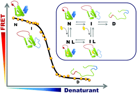 Graphical abstract: Effect of ligand binding on a protein with a complex folding landscape