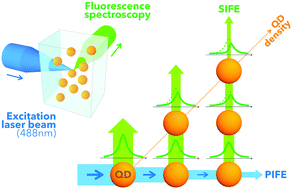 Graphical abstract: A global method for handling fluorescence spectra at high concentration derived from the competition between emission and absorption of colloidal CdTe quantum dots