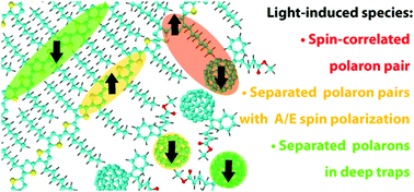 Graphical abstract: Spin dynamics of light-induced charge separation in composites of semiconducting polymers and PC60BM revealed using Q-band pulse EPR
