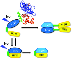 Graphical abstract: Photoinduced dimerization of a photosensory DNA-binding protein EL222 and its LOV domain
