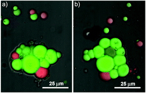 Graphical abstract: Vesicle aggregates as a model for primitive cellular assemblies