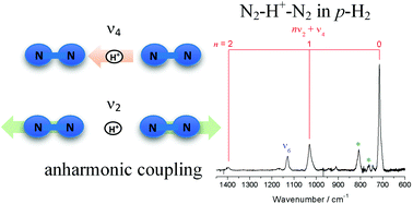 Graphical abstract: Infrared spectra and anharmonic coupling of proton-bound nitrogen dimers N2–H+–N2, N2–D+–N2, and 15N2–H+–15N2 in solid para-hydrogen