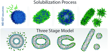 Graphical abstract: Biomembrane solubilization mechanism by Triton X-100: a computational study of the three stage model