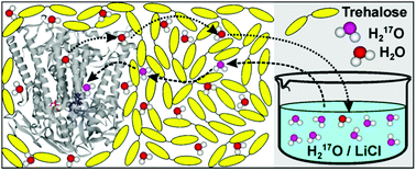 Graphical abstract: Local water sensing: water exchange in bacterial photosynthetic reaction centers embedded in a trehalose glass studied using multiresonance EPR