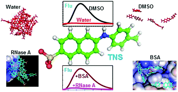 Graphical abstract: Analysing the microenvironment of 2-p-toluidinylnaphthalene-6-sulfonate (TNS) in solvents and in different conformational states of proteins in relation to its fluorescence properties: a computational study