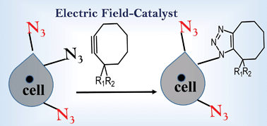 Graphical abstract: External electric field control: driving the reactivity of metal-free azide–alkyne click reactions