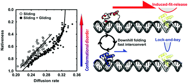 Graphical abstract: Roles of conformational disorder and downhill folding in modulating protein–DNA recognition
