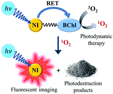 Graphical abstract: A novel bacteriochlorin–styrylnaphthalimide conjugate for simultaneous photodynamic therapy and fluorescence imaging