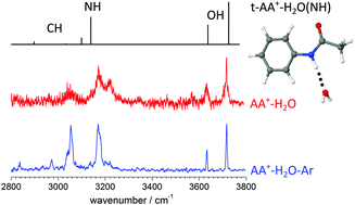 Graphical abstract: Stepwise microhydration of aromatic amide cations: water solvation networks revealed by the infrared spectra of acetanilide+–(H2O)n clusters (n ≤ 3)