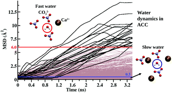 Graphical abstract: Water dynamics in hydrated amorphous materials: a molecular dynamics study of the effects of dehydration in amorphous calcium carbonate