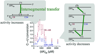 Graphical abstract: The C-terminal cytidine deaminase domain of APOBEC3G itself undergoes intersegmental transfer for a target search, as revealed by real-time NMR monitoring
