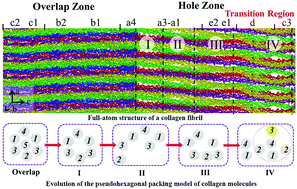 Graphical abstract: Structure analysis of collagen fibril at atomic-level resolution and its implications for intra-fibrillar transport in bone biomineralization