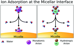 Graphical abstract: Ion dehydration controls adsorption at the micellar interface: hydrotropic ions
