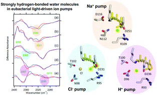 Graphical abstract: Low-temperature FTIR spectroscopy provides evidence for protein-bound water molecules in eubacterial light-driven ion pumps