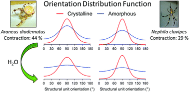 Graphical abstract: A quantitative analysis of the supercontraction-induced molecular disorientation of major ampullate spider silk