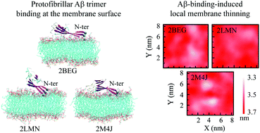 Graphical abstract: Binding of protofibrillar Aβ trimers to lipid bilayer surface enhances Aβ structural stability and causes membrane thinning