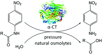 Graphical abstract: The effects of glycine, TMAO and osmolyte mixtures on the pressure dependent enzymatic activity of α-chymotrypsin