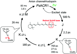 Graphical abstract: The femtosecond-to-second photochemistry of red-shifted fast-closing anion channelrhodopsin PsACR1