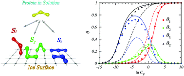 Graphical abstract: Adsorption of three-domain antifreeze proteins on ice: a study using LGMMAS theory and Monte Carlo simulations