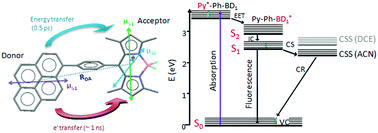 Graphical abstract: Energy transfer and charge separation dynamics in photoexcited pyrene–bodipy molecular dyads