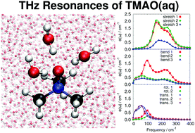Graphical abstract: Aqueous TMAO solutions as seen by theoretical THz spectroscopy: hydrophilic versus hydrophobic water