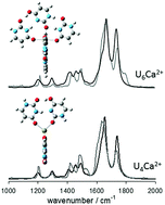 Graphical abstract: Self-assembled uracil complexes containing tautomeric uracils: an IRMPD spectroscopic and computation study of the structures of gaseous uracilnCa2+ (n = 4, 5, or 6) complexes
