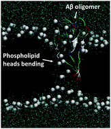 Graphical abstract: Investigation of the interaction of amyloid β peptide (11–42) oligomers with a 1-palmitoyl-2-oleoyl-sn-glycero-3-phosphocholine (POPC) membrane using molecular dynamics simulation