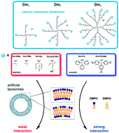 Graphical abstract: Phosphonium carbosilane dendrimers – interaction with a simple biological membrane model