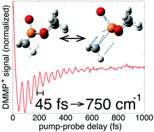 Graphical abstract: Ultrafast coherent vibrational dynamics in dimethyl methylphosphonate radical cation