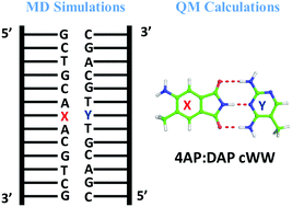 Graphical abstract: Energetics and dynamics of the non-natural fluorescent 4AP:DAP base pair