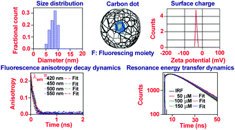 Graphical abstract: “Where does the fluorescing moiety reside in a carbon dot?” – Investigations based on fluorescence anisotropy decay and resonance energy transfer dynamics